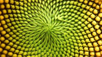 Textures fibonacci wallpaper