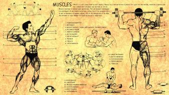 Anatomy human muscles bodybuilding scheme training body health wallpaper