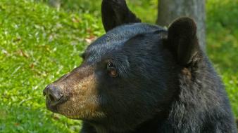 Animals black bear wallpaper