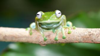 Animals frogs amphibians wallpaper
