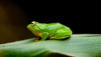 Animals frogs red-eyed tree frog amphibians wallpaper