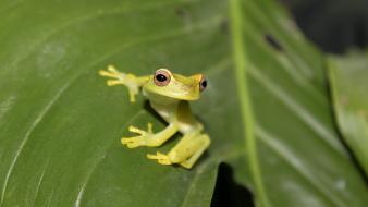 Animals frogs red-eyed tree frog amphibians wallpaper