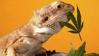 Animals marijuana raptors agama wallpaper