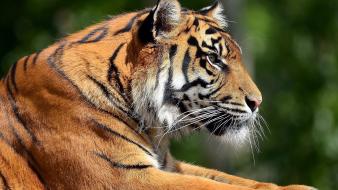 Artistic animals tigers bengal wild profile portraits wallpaper