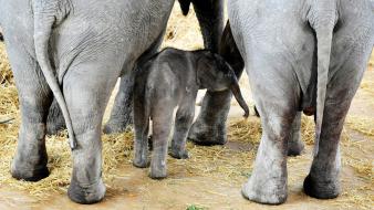 Baby animals elephants wallpaper
