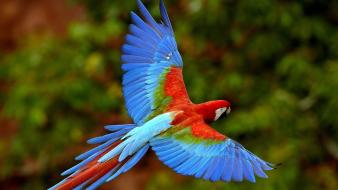 Birds animals parrots scarlet macaws macaw colors exotic wallpaper