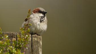 Birds plants sparrow wallpaper