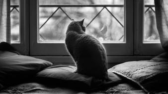 Cats animals grayscale window panes wallpaper