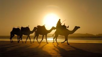 Desert camels wallpaper