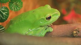 Green frogs wallpaper