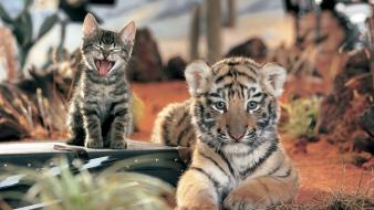 Happy cats tigers kittens wallpaper