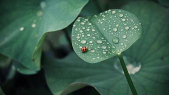 Nature animals leaves bugs waterdrop wallpaper