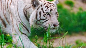 Nature animals white tiger feline wallpaper