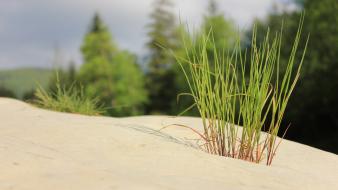 Nature minimalistic sand trees grass rocks macro skies wallpaper