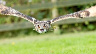 Nature owls flight birds wallpaper