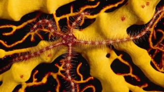 Ocean red yellow starfish underwater sea wallpaper