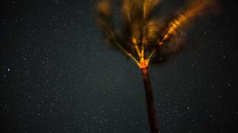 Stars palm trees night sky wallpaper