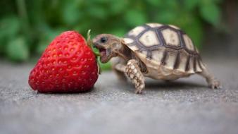 Turtles strawberries wallpaper