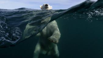 Water nature polar bears wallpaper