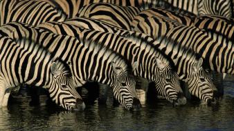 Wildlife zebras drinking wallpaper
