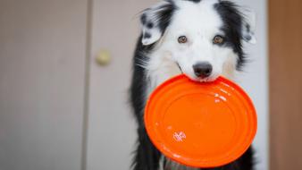 Animals dogs frisbee wallpaper