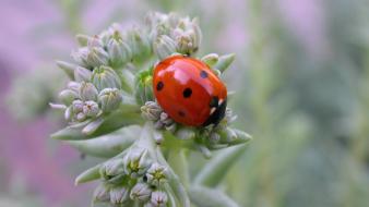 Animals insects ladybirds wallpaper