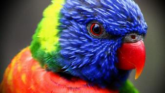 Birds parrots rainbow lorikeets wallpaper