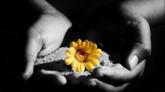 Black sand flowers hands wallpaper