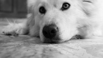 Close-up animals dogs grayscale monochrome pets domestic dog wallpaper