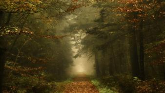 Dawn forests paths fog mystical autumn leaves wallpaper