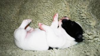 Dogs puppies jack russell terrier wallpaper