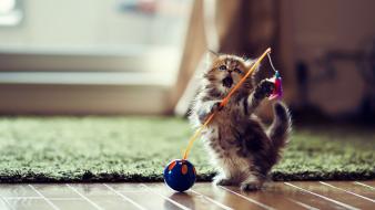 Floor happy houses kittens playing