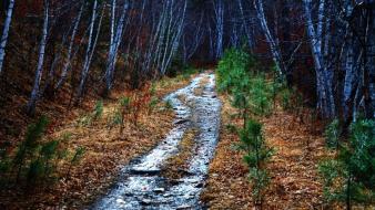 Forests paths hdr photography south dakota mystical