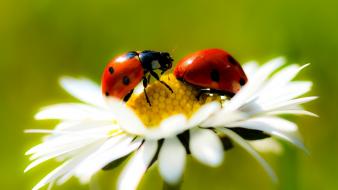 Insects ladybirds daisies wallpaper