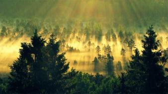 Landscapes nature forest summer morning wallpaper