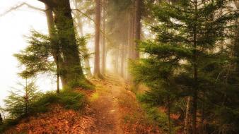 Landscapes nature trees foggy forest path wallpaper