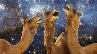 Llama laughing wallpaper