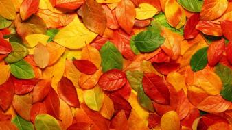 Nature autumn (season) leaves wallpaper