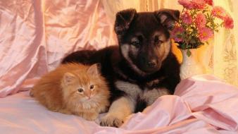 Nature cats animals dogs puppies kittens wallpaper