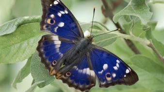 Nature insects butterflies wallpaper