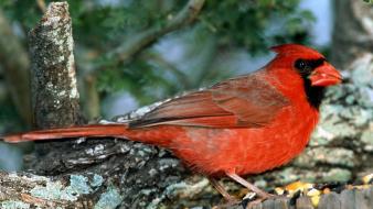 Nature northern cardinal birds wallpaper