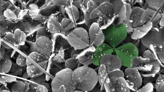 Plants clover wallpaper