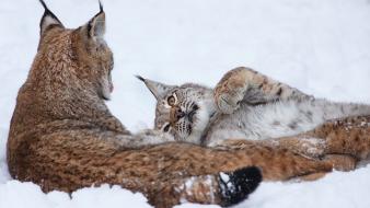Snow lynx wallpaper