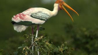 Storks birds wallpaper