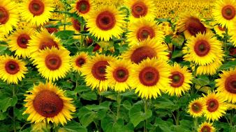 Sunflowers wallpaper