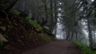 Trees dawn forests fog morning pathway mystical wallpaper