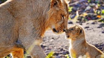 Animals cubs lions baby wallpaper