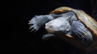 Animals sea turtles underwater wallpaper