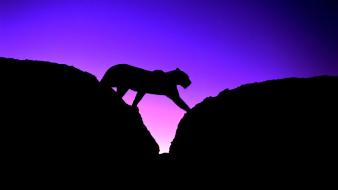 Animals silhouette rocks africa leopards wallpaper