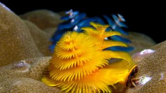 Animals underwater tree worms wallpaper